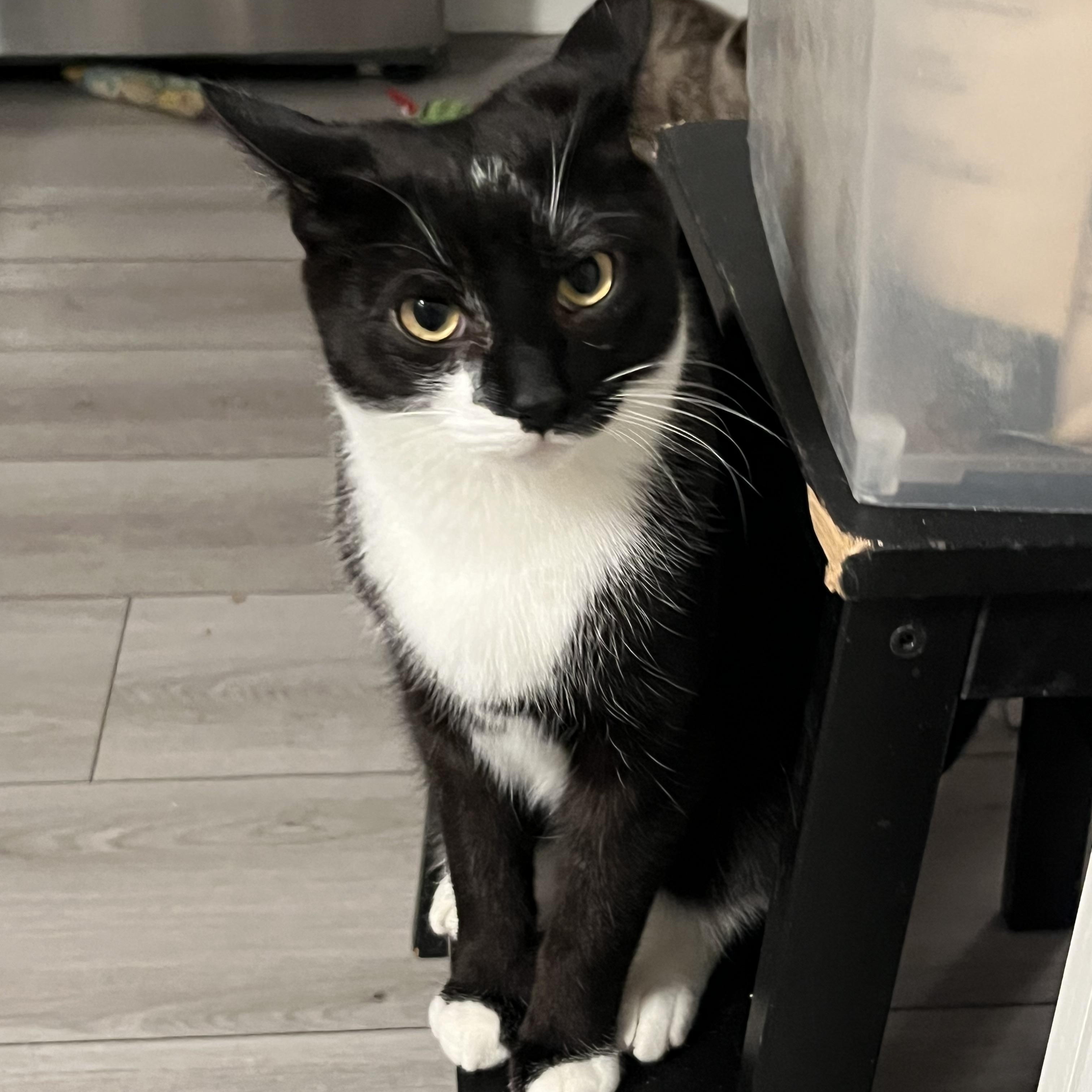 Enlarge Mars *MUST BE ADOPTED AS A BUDDY CAT*, an adopted Domestic Short Hair in Toronto, ON image 1/1