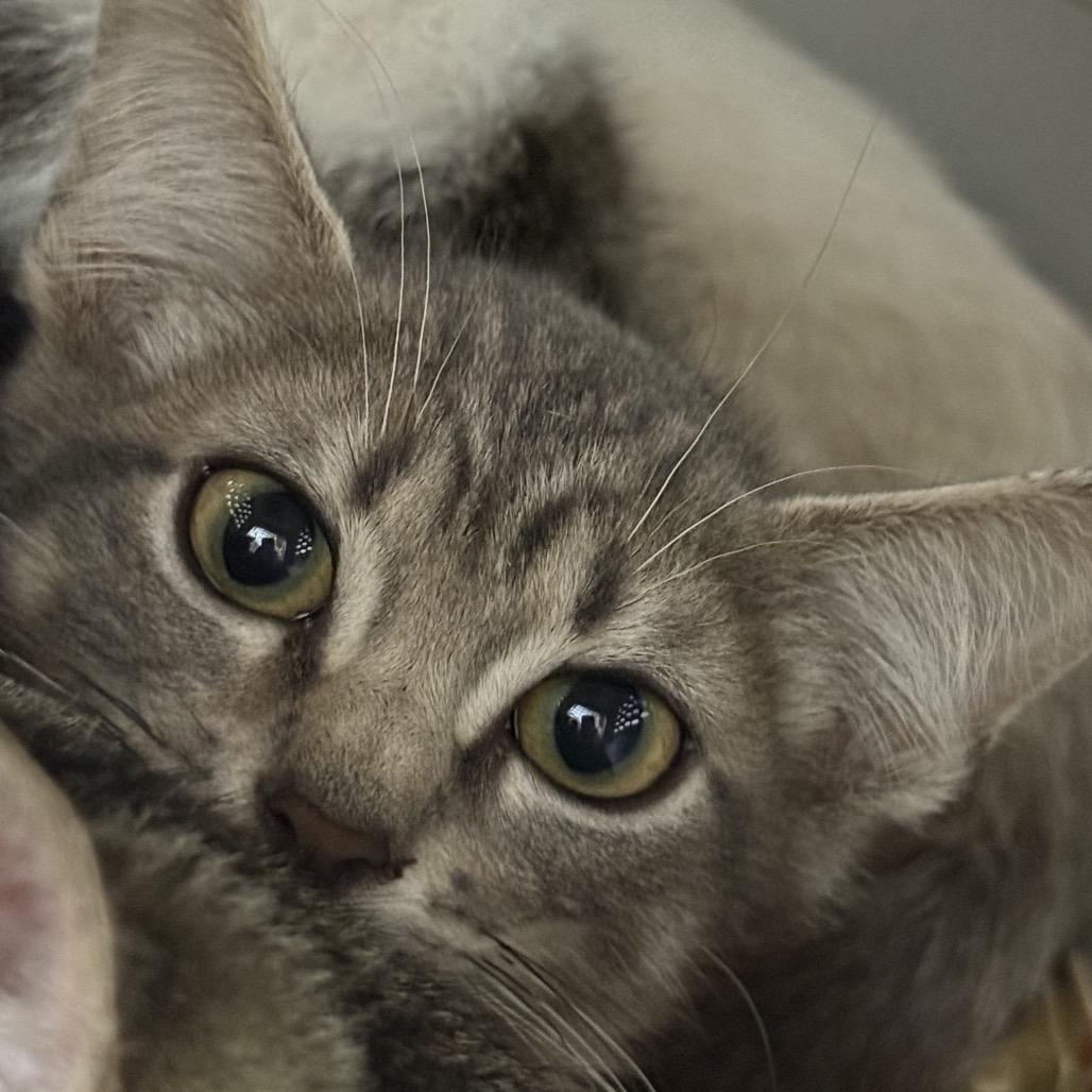 Malfoy, a Adoptable mixed breed in Fort Collins, CO image 2/4