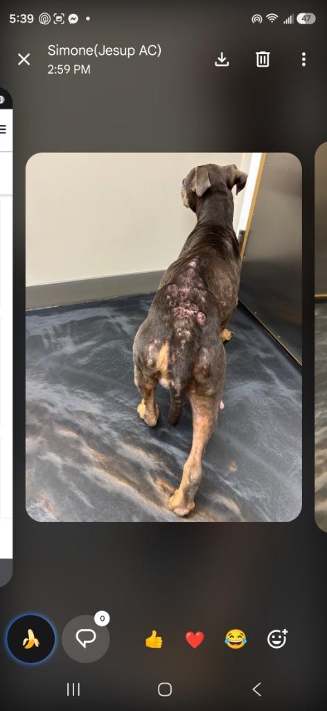 Enlarge Lady Bug, a Adoptable Pit Bull Terrier in Waynesville, GA image 2/5