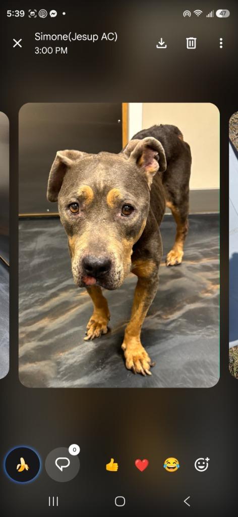 Enlarge Lady Bug, a Adoptable Pit Bull Terrier in Waynesville, GA image 3/5