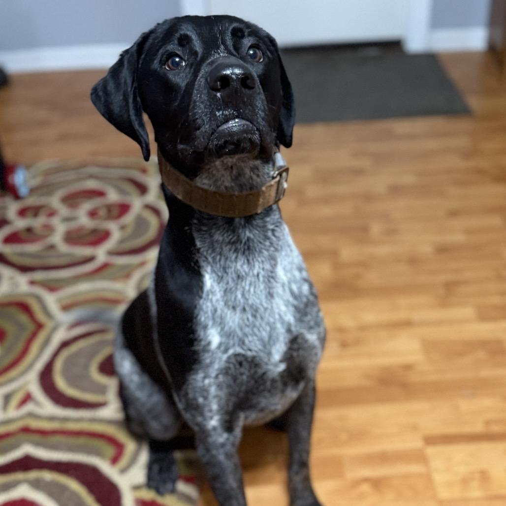 Enlarge Drake, a Adoptable German Shorthaired Pointer in Avon, OH image 2/6