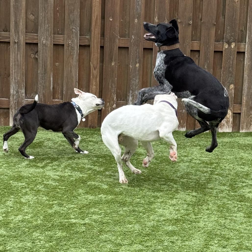 Enlarge Drake, a Adoptable German Shorthaired Pointer in Avon, OH image 3/6