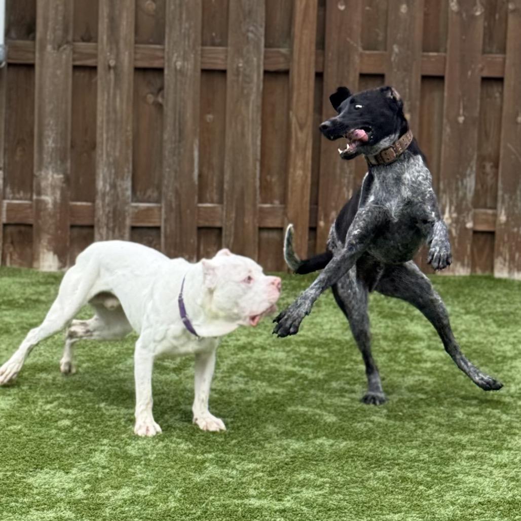 Enlarge Drake, a Adoptable German Shorthaired Pointer in Avon, OH image 4/6