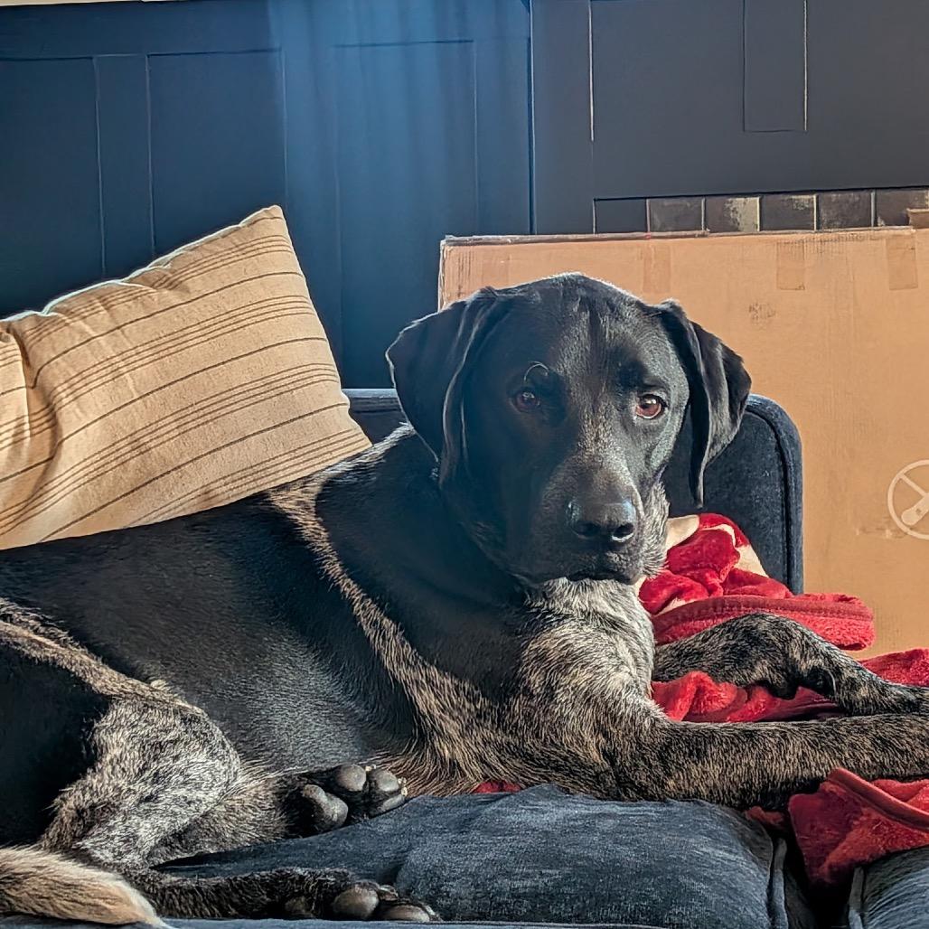 Drake, a Adoptable German Shorthaired Pointer in Avon, OH image 5/6