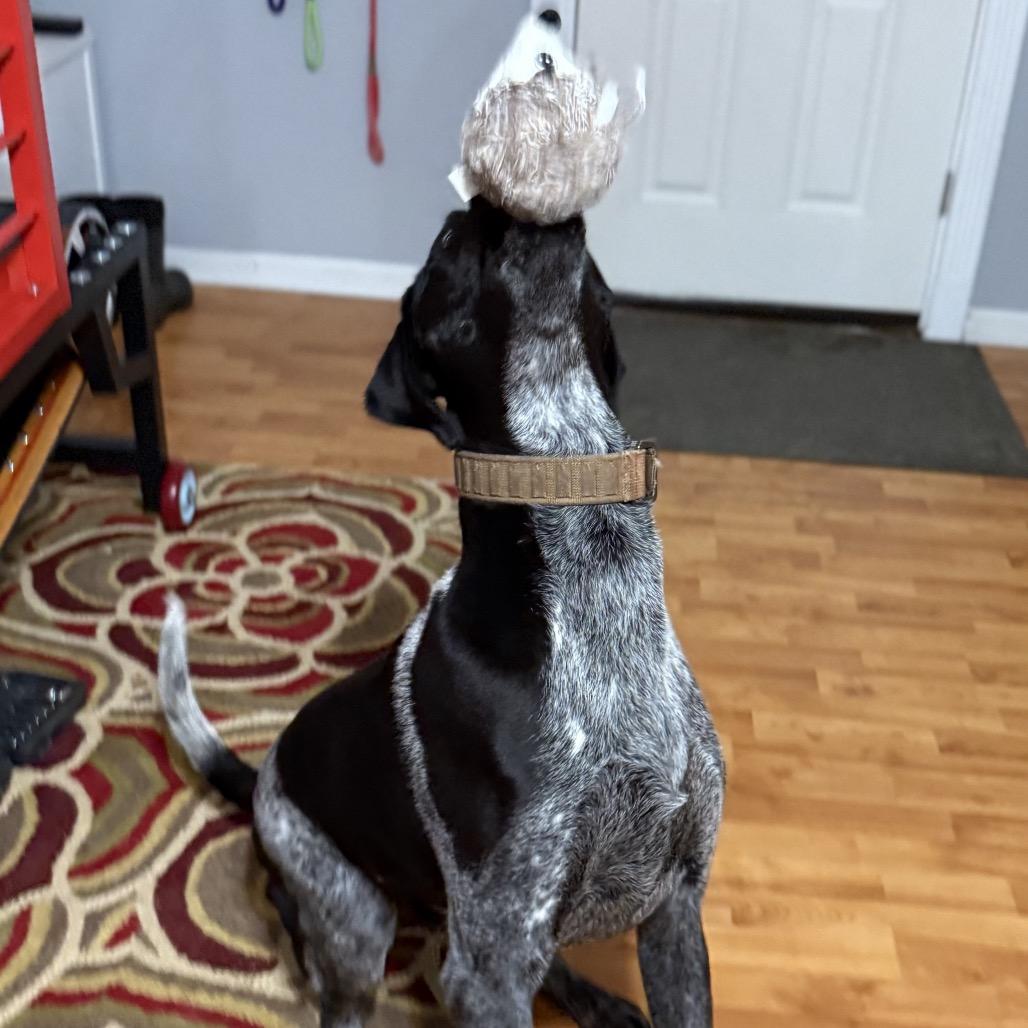 Enlarge Drake, a Adoptable German Shorthaired Pointer in Avon, OH image 5/6