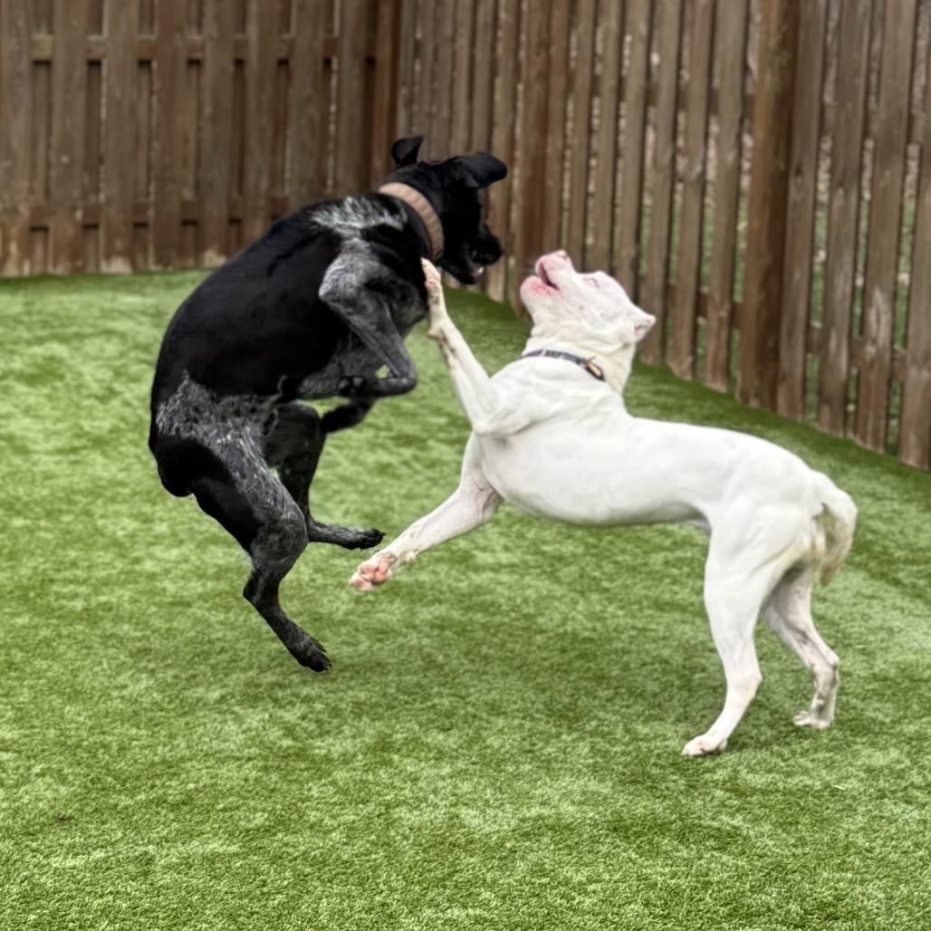 Enlarge Drake, a Adoptable German Shorthaired Pointer in Avon, OH image 6/6