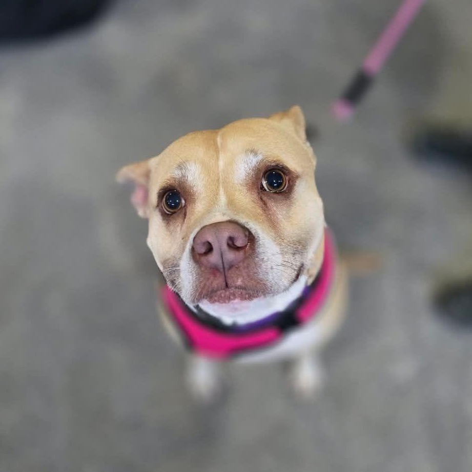Tonya, an adoptable American Staffordshire Terrier, Mixed Breed in Watertown, WI, 53094 | Photo Image 3