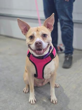 Tonya, an adoptable American Staffordshire Terrier, Mixed Breed in Watertown, WI, 53094 | Photo Image 7