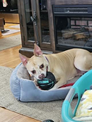 Tonya, an adoptable American Staffordshire Terrier, Mixed Breed in Watertown, WI, 53094 | Photo Image 7