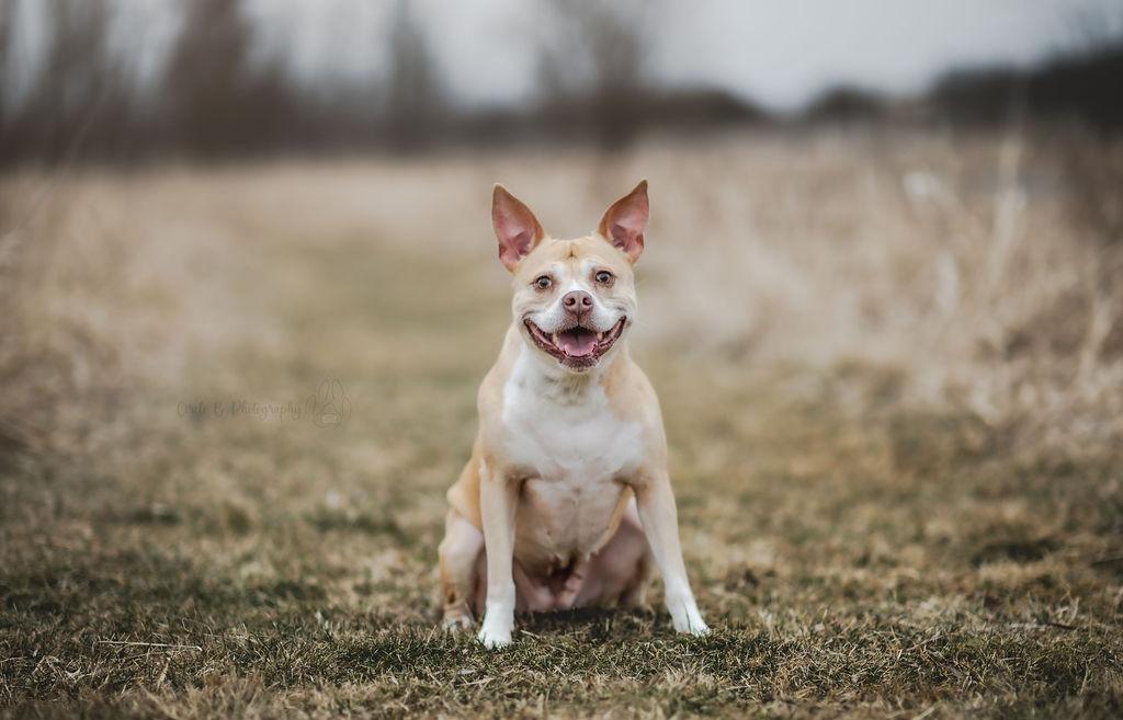Tonya, Adoptable, Adult Female American Staffordshire Terrier & Mixed Breed.