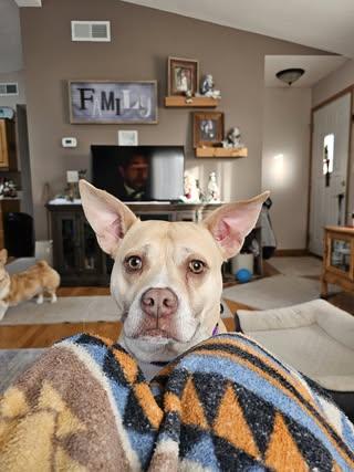 Tonya, an adoptable American Staffordshire Terrier, Mixed Breed in Watertown, WI, 53094 | Photo Image 4