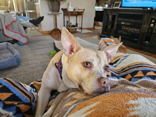 Tonya, Young Female American Staffordshire Terrier