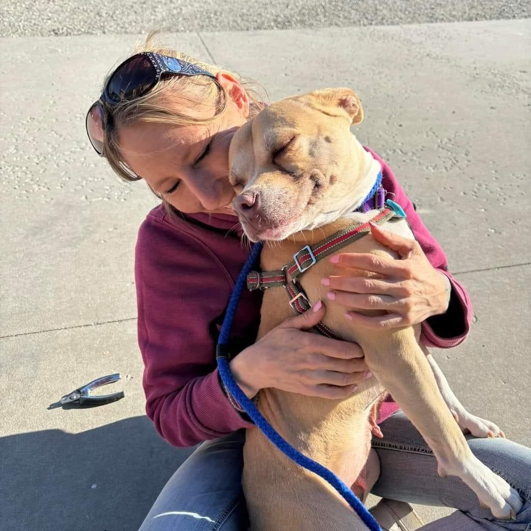 Tonya, an adoptable American Staffordshire Terrier, Mixed Breed in Watertown, WI, 53094 | Photo Image 4