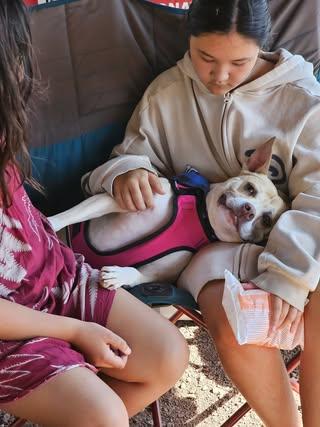 Enlarge Tonya, a Adoptable mixed breed in Watertown, WI image 2/6