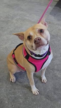 Tonya, an adoptable American Staffordshire Terrier, Mixed Breed in Watertown, WI, 53094 | Photo Image 5