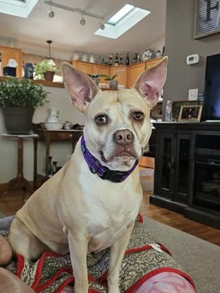 Tonya, an adoptable American Staffordshire Terrier, Mixed Breed in Watertown, WI, 53094 | Photo Image 8