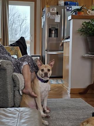 Tonya, an adoptable American Staffordshire Terrier, Mixed Breed in Watertown, WI, 53094 | Photo Image 3