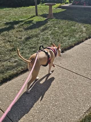 Tonya, an adoptable American Staffordshire Terrier, Mixed Breed in Watertown, WI, 53094 | Photo Image 3