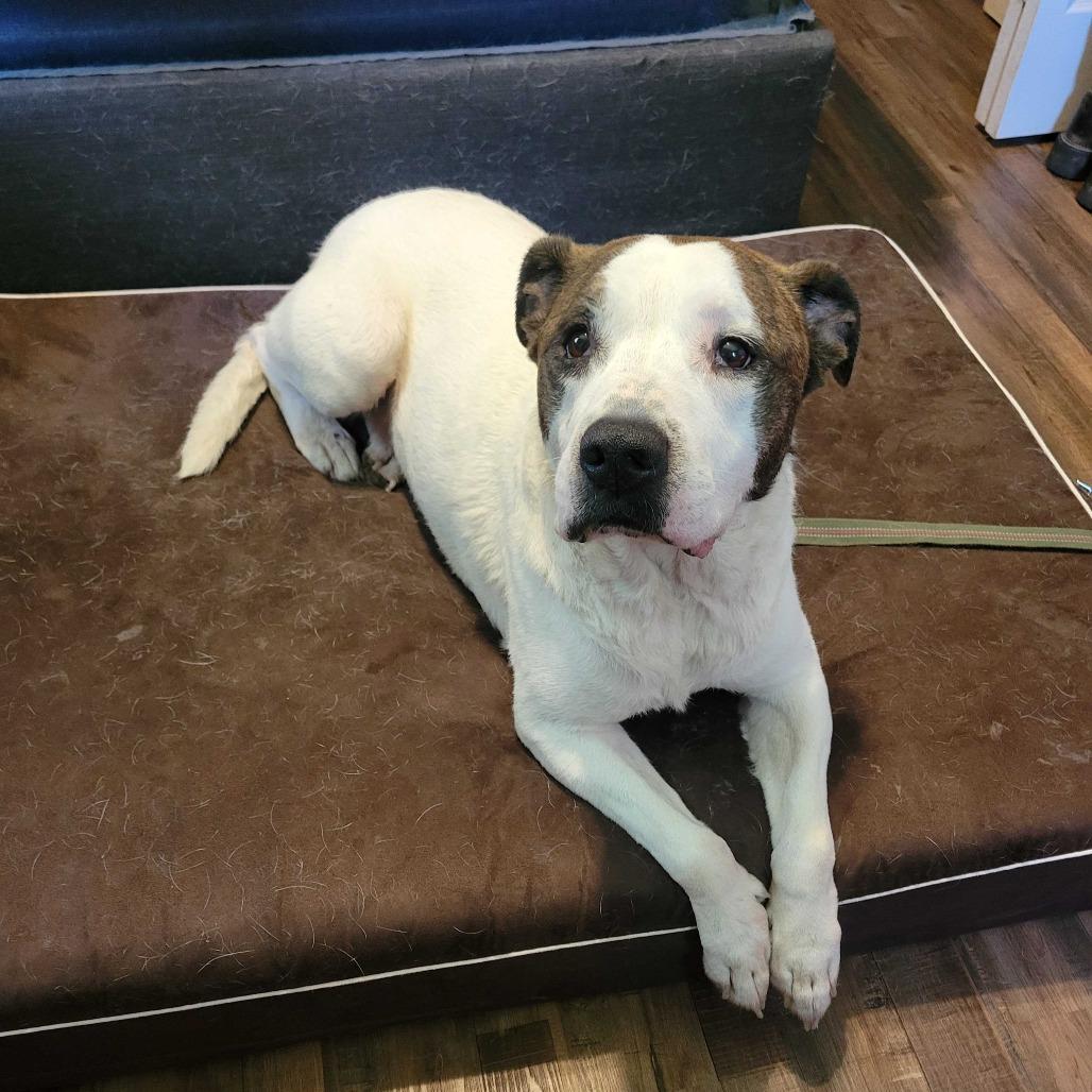 Bailey FC AB, Adoptable, Adult Male Mixed Breed.