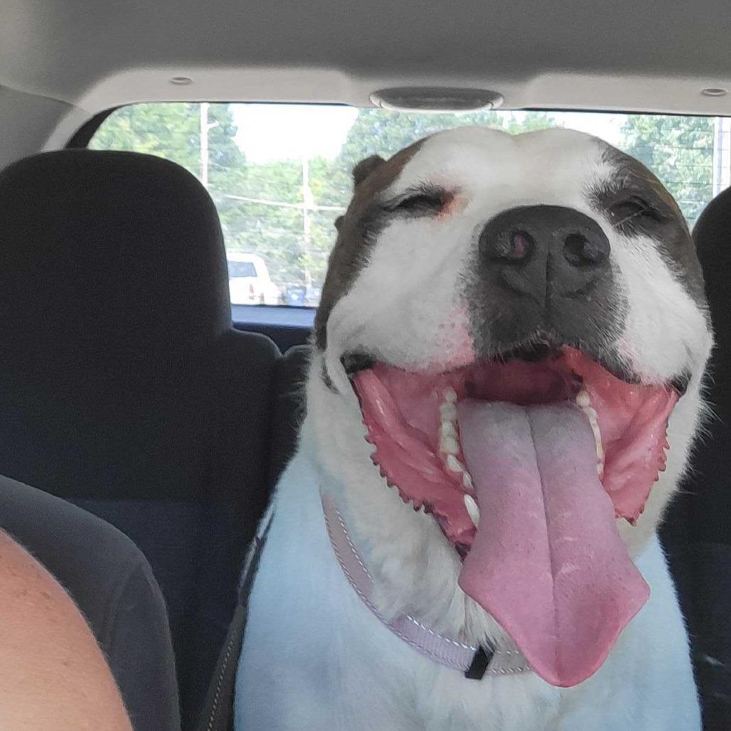 Enlarge Bailey FC AB, a Adoptable Mixed Breed in Union, MO image 2/6