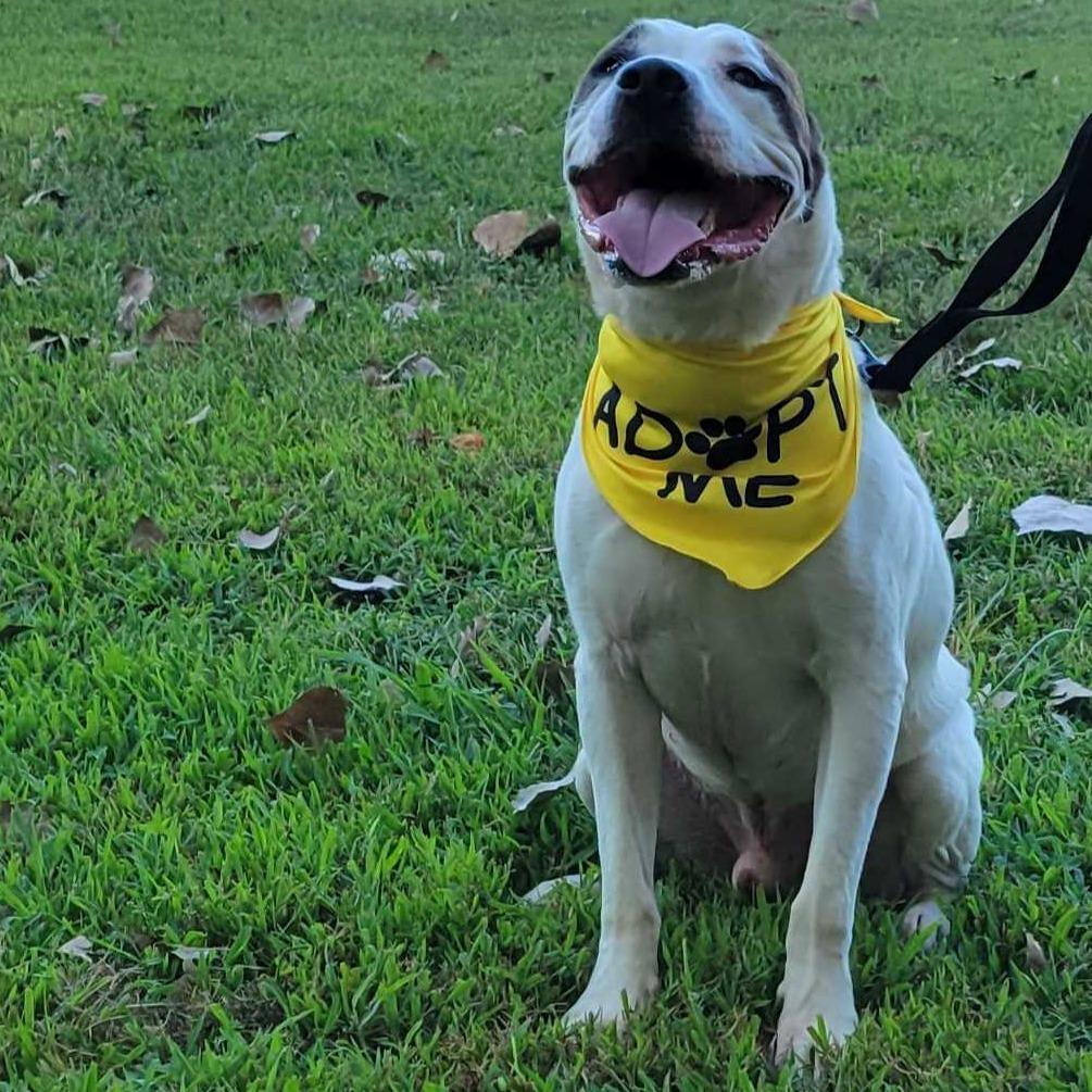 Enlarge Bailey FC AB, a Adoptable Mixed Breed in Union, MO image 4/6