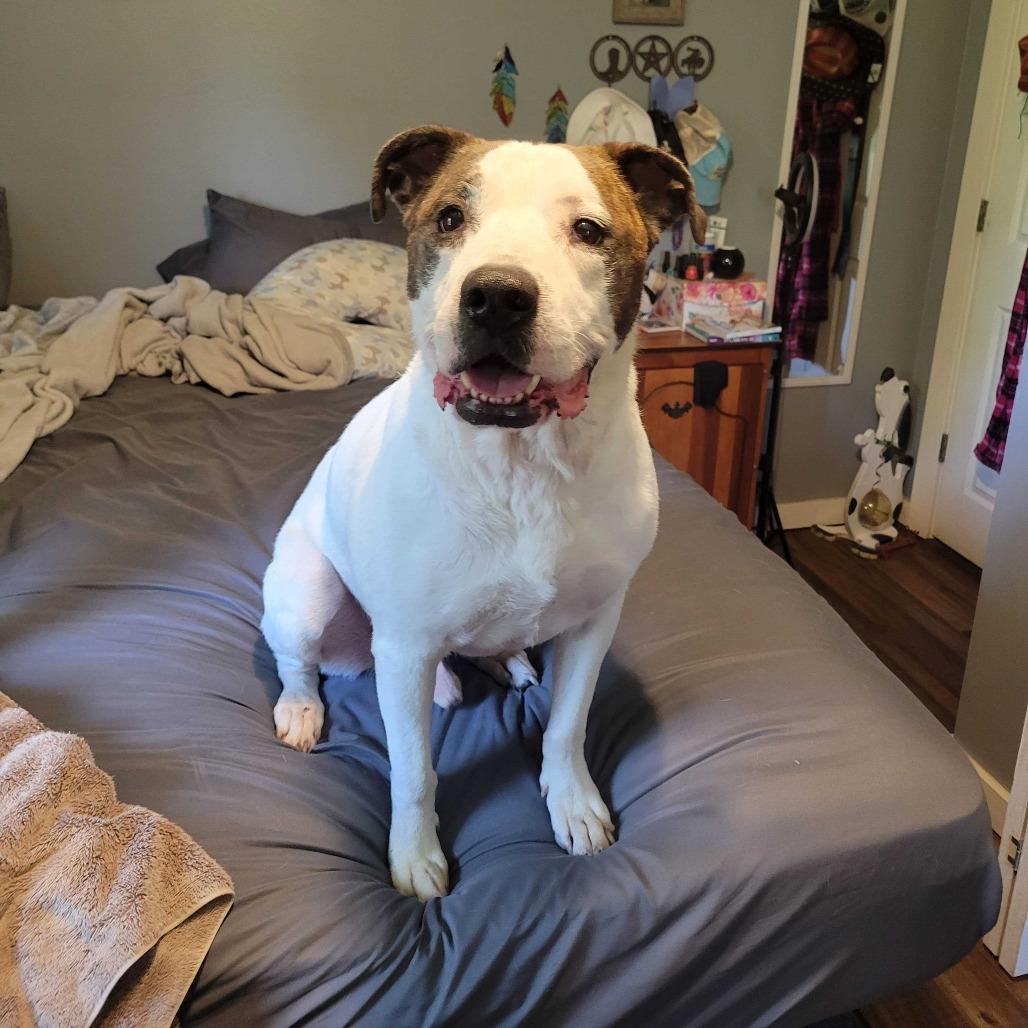 Enlarge Bailey FC AB, a Adoptable Mixed Breed in Union, MO image 5/6