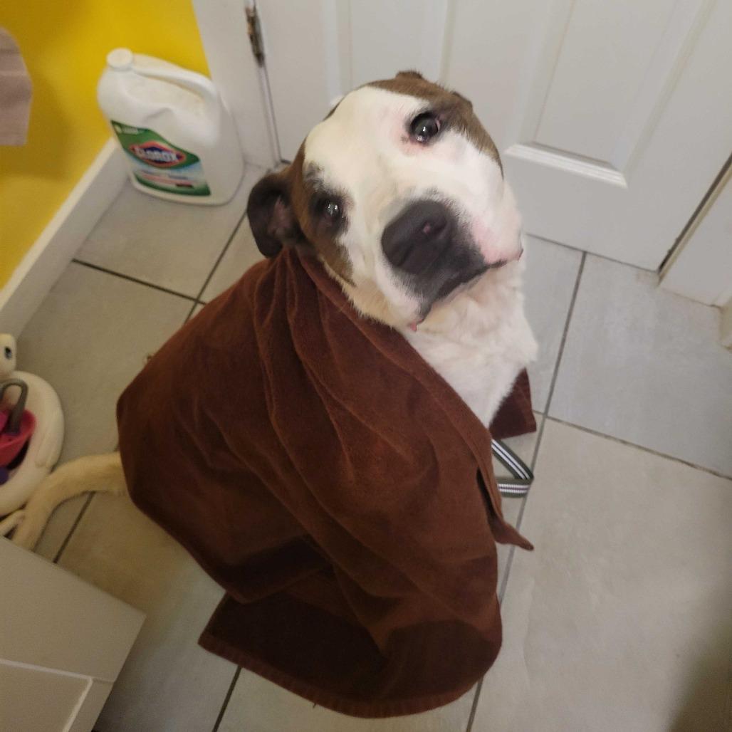 Enlarge Bailey FC AB, a Adoptable Mixed Breed in Union, MO image 6/6