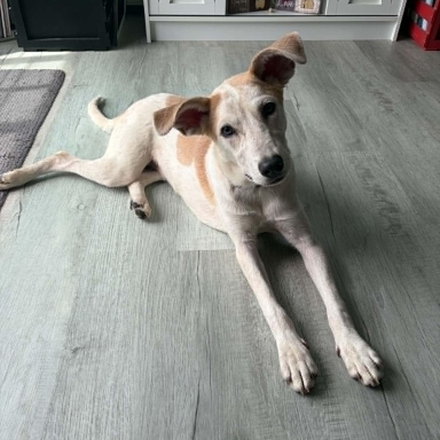 Bunnie, ADOPTABLE, Young Female Mixed Breed.