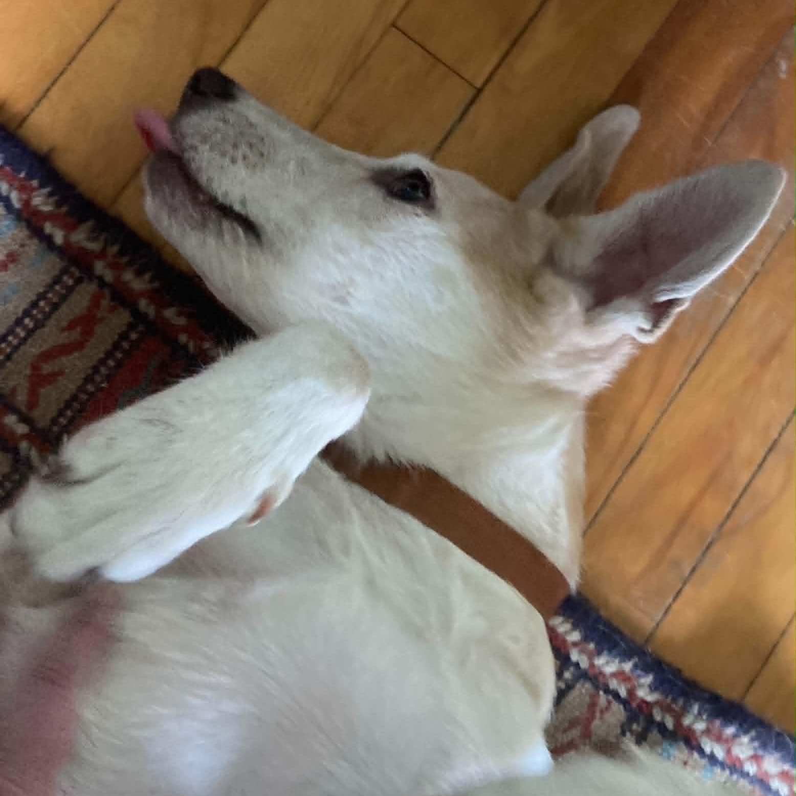 Enlarge Bunnie, a ADOPTABLE Mixed Breed in Woolwich, ME image 2/5