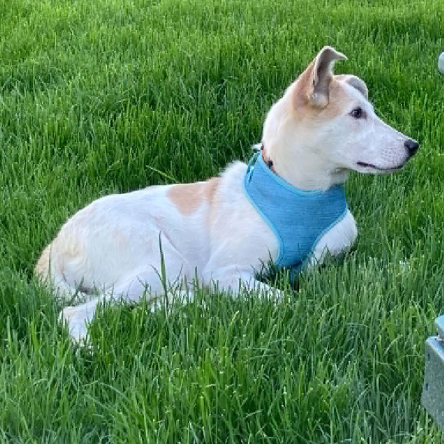 Enlarge Bunnie, a ADOPTABLE Mixed Breed in Woolwich, ME image 4/5