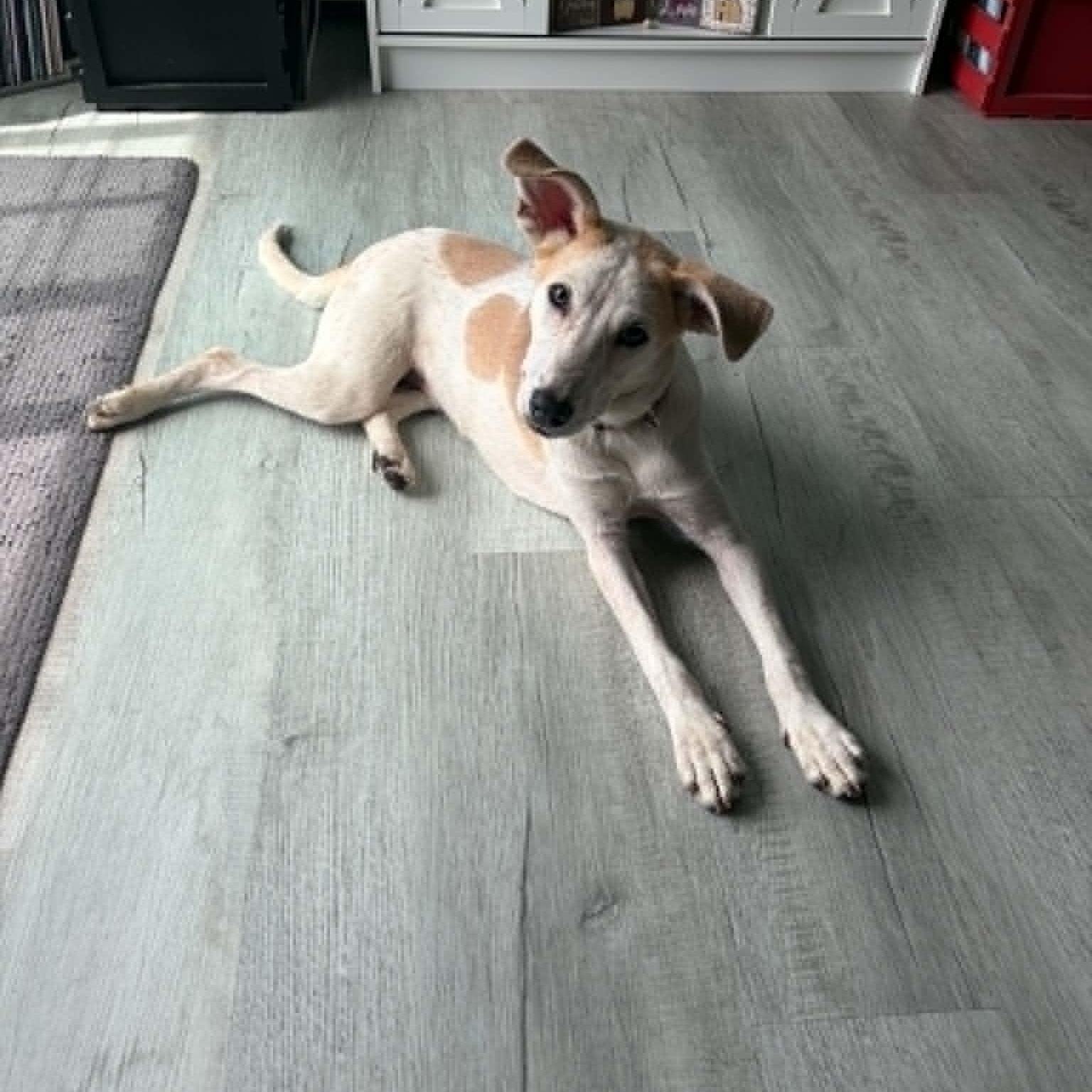 Enlarge Bunnie, a ADOPTABLE Mixed Breed in Woolwich, ME image 3/5