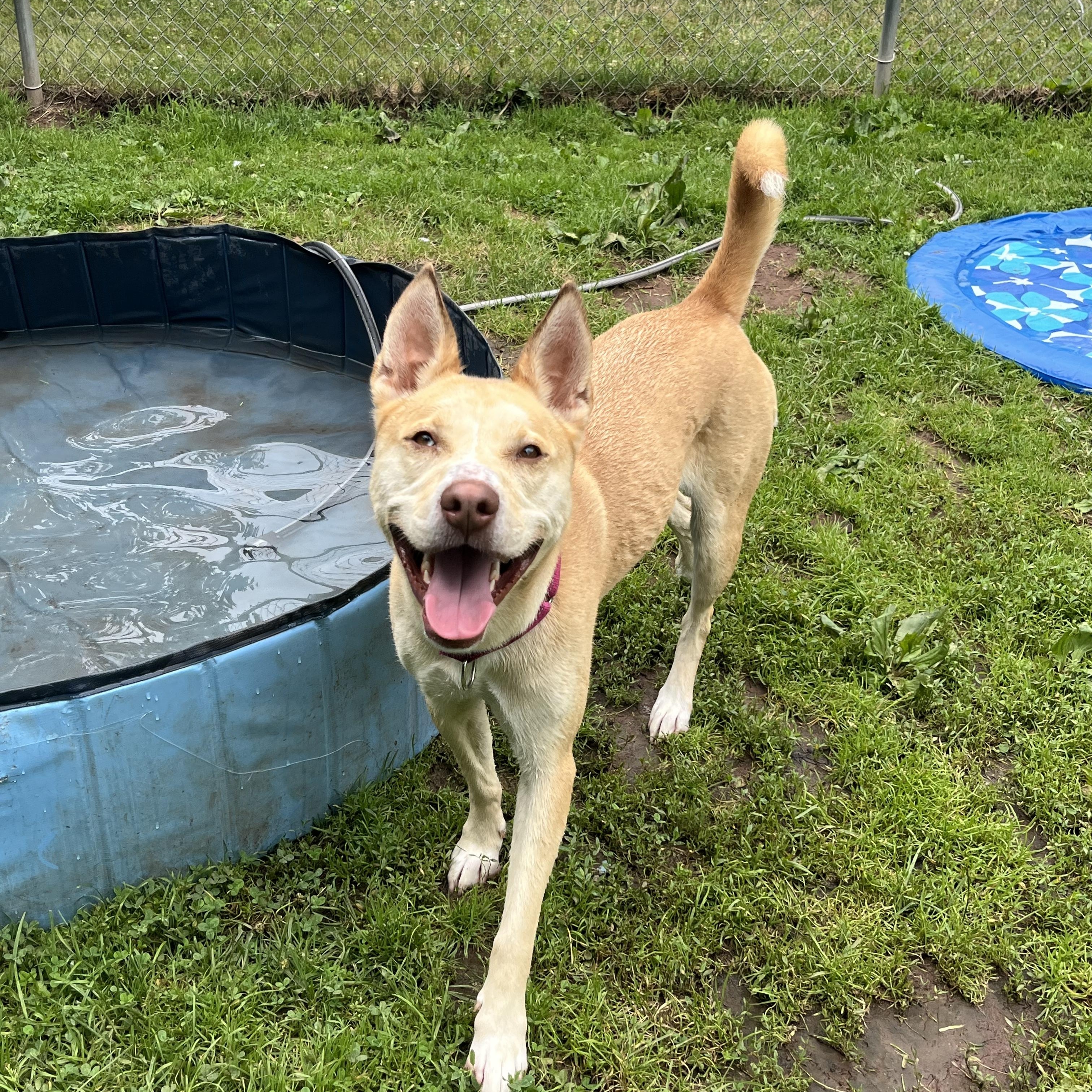 Enlarge Gemma, a Adoptable Husky in North Haven, CT image 3/6