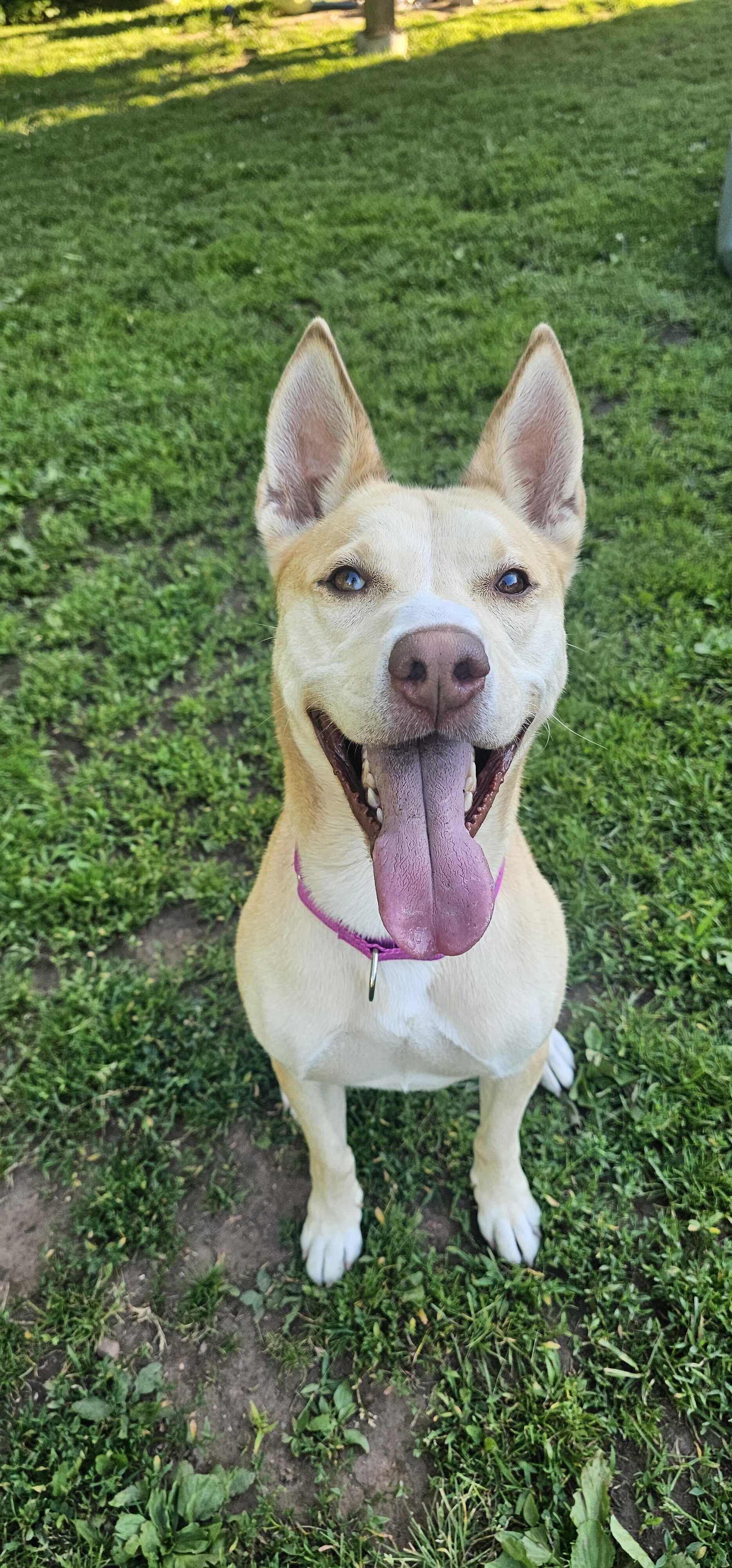 Enlarge Gemma, a Adoptable Husky in North Haven, CT image 4/6