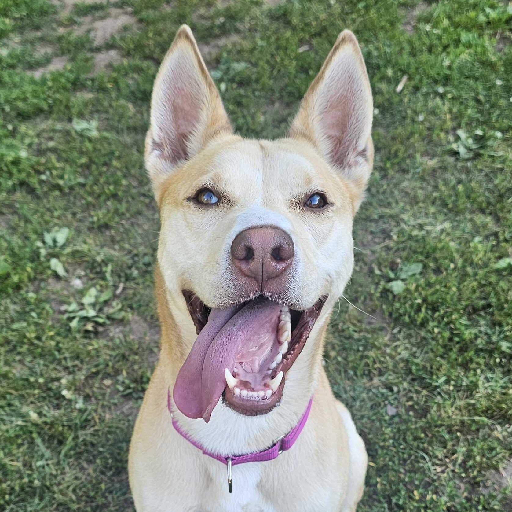 Enlarge Gemma, a Adoptable Husky in North Haven, CT image 1/6