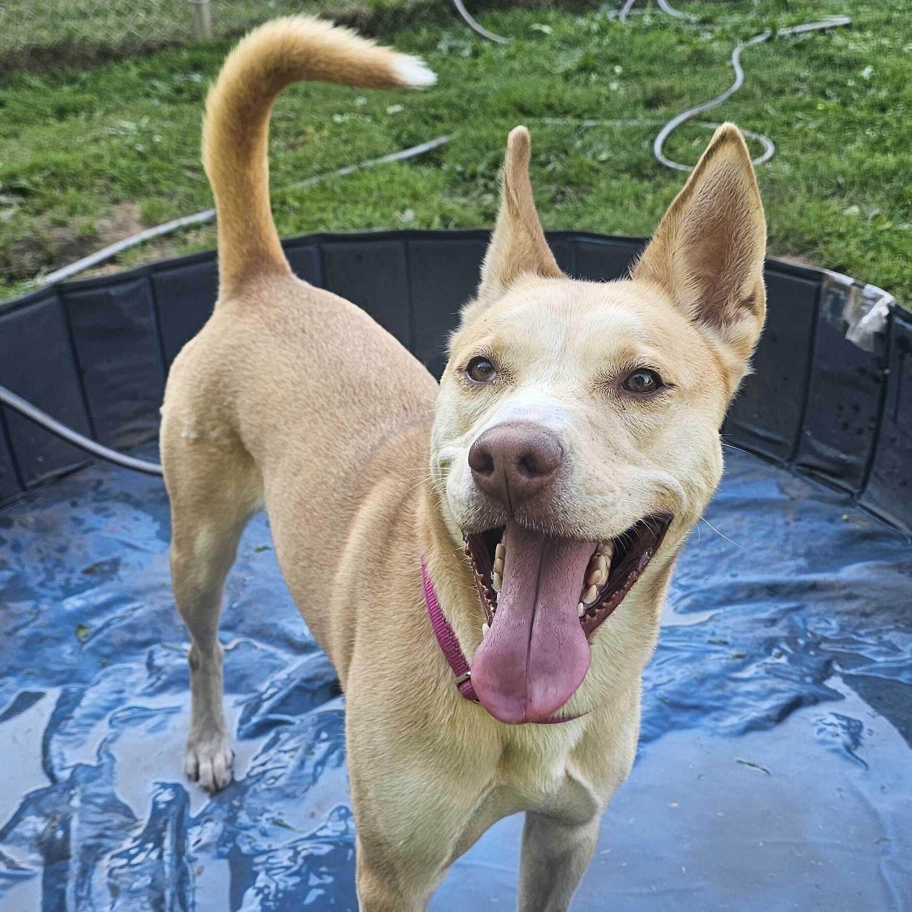 Enlarge Gemma, a Adoptable Husky in North Haven, CT image 5/6