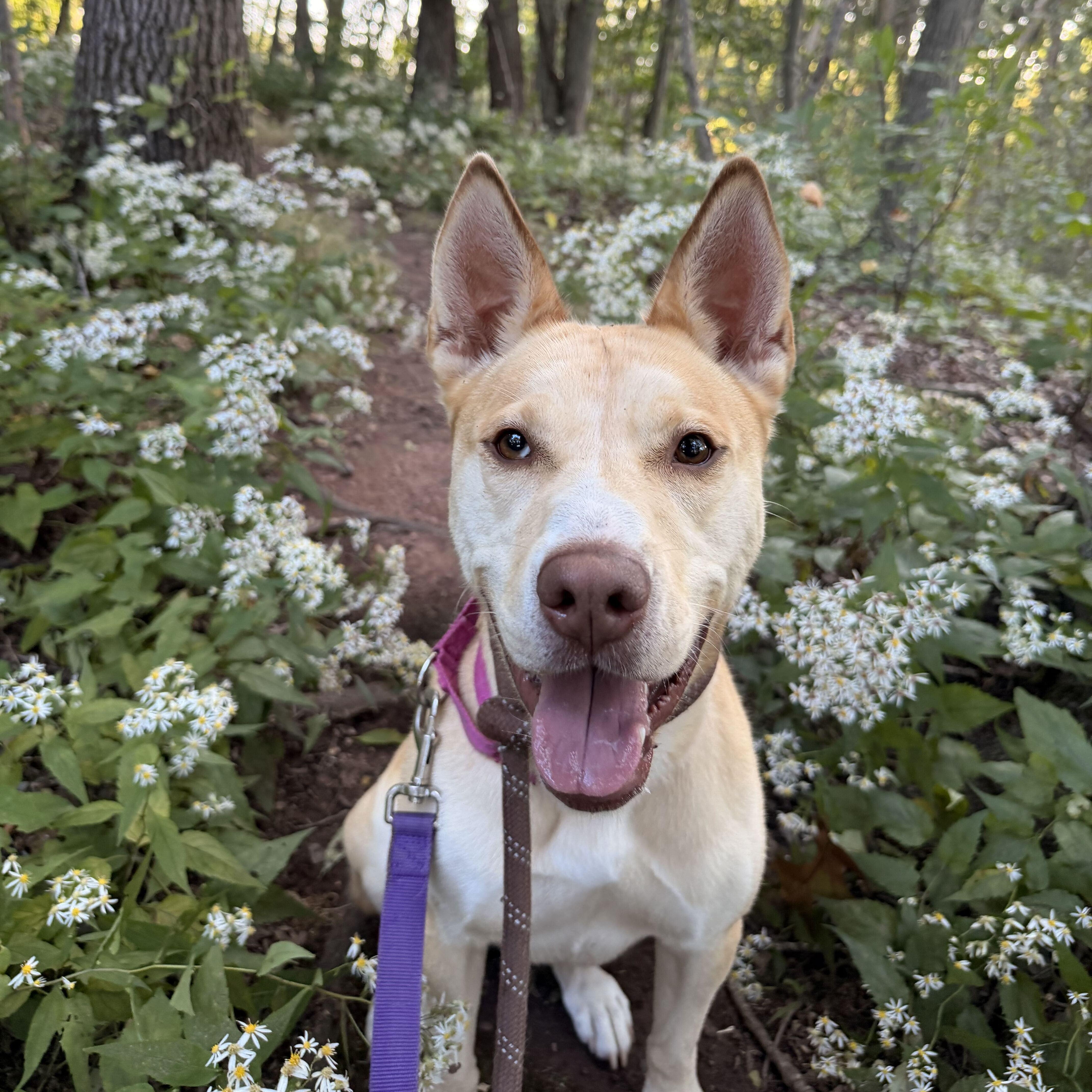 Enlarge Gemma, a Adoptable Husky in North Haven, CT image 2/6