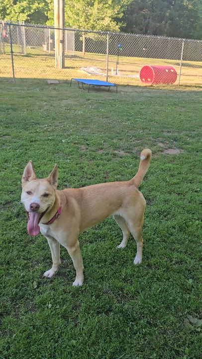 Enlarge Gemma, a Adoptable Husky in North Haven, CT video 6/6