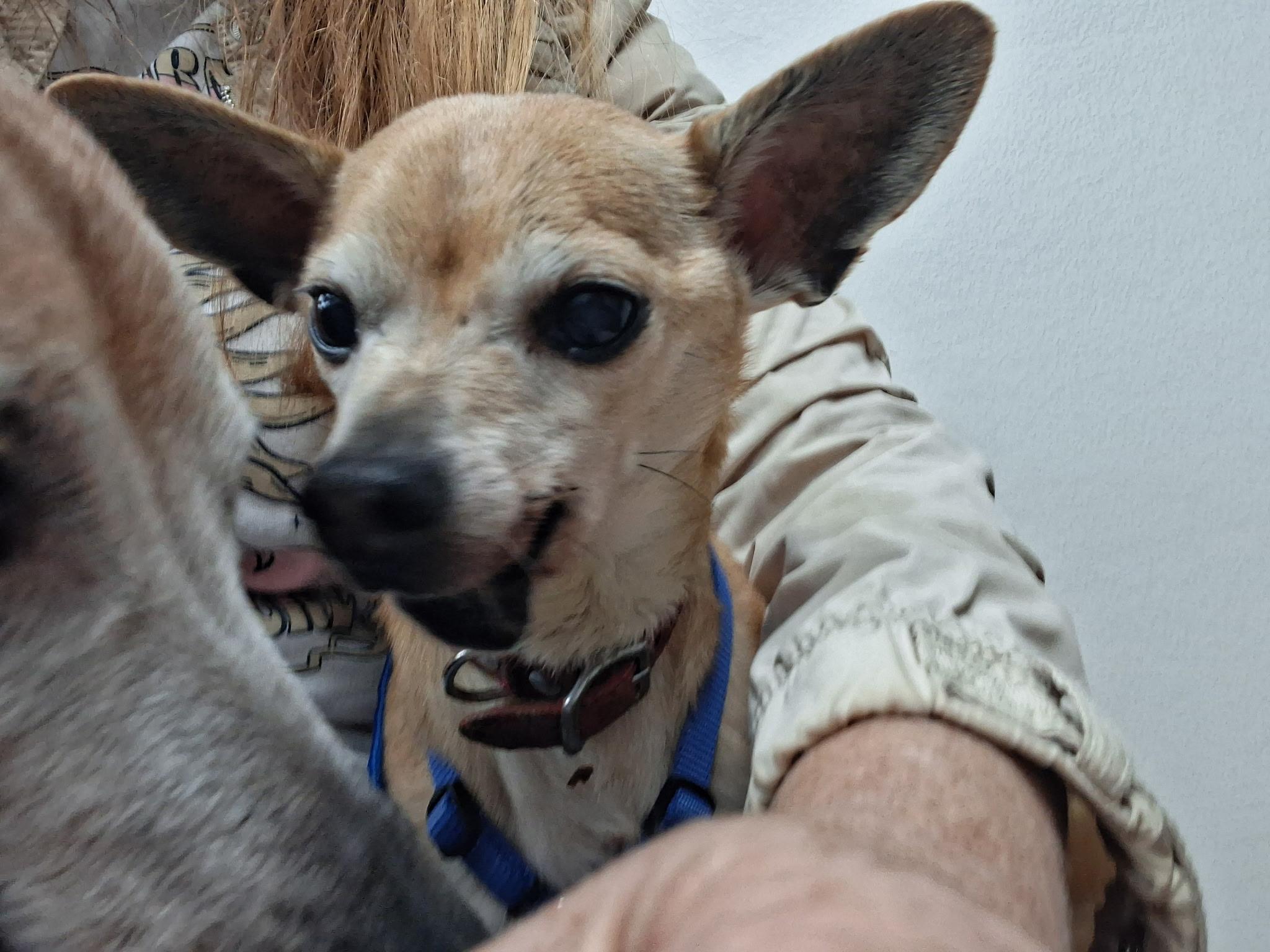 Christopher, Adoptable, Adult Male Chihuahua.