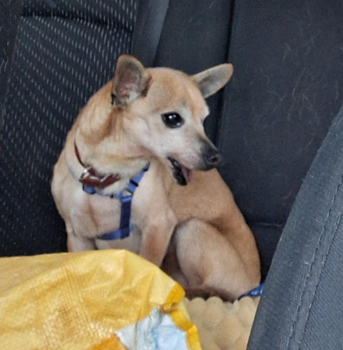 Christopher, a Adoptable Chihuahua in Atlanta, GA image 2/2
