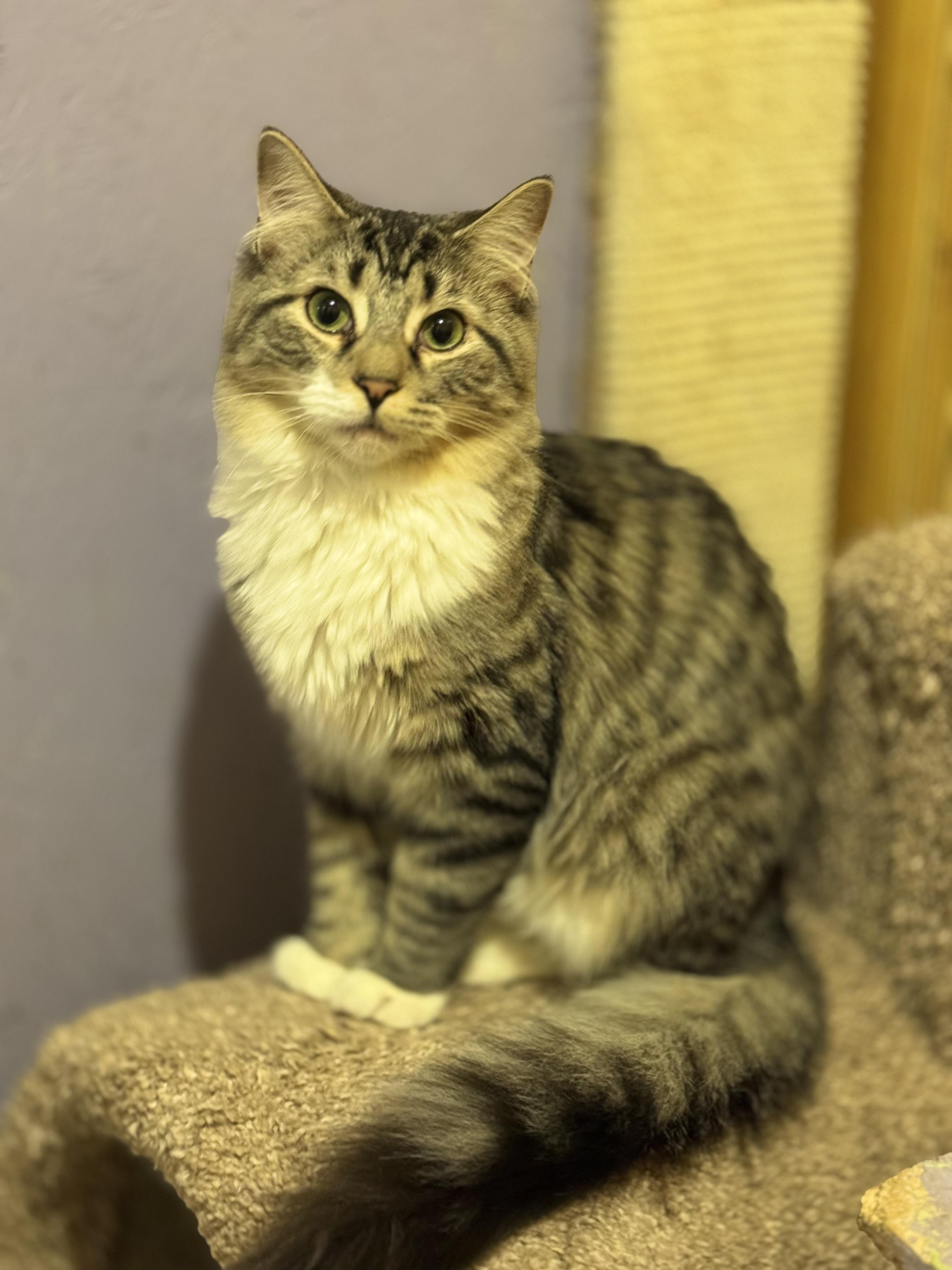 Enlarge Gypsy, a Adoptable Domestic Long Hair in North Tonawanda, NY image 2/6