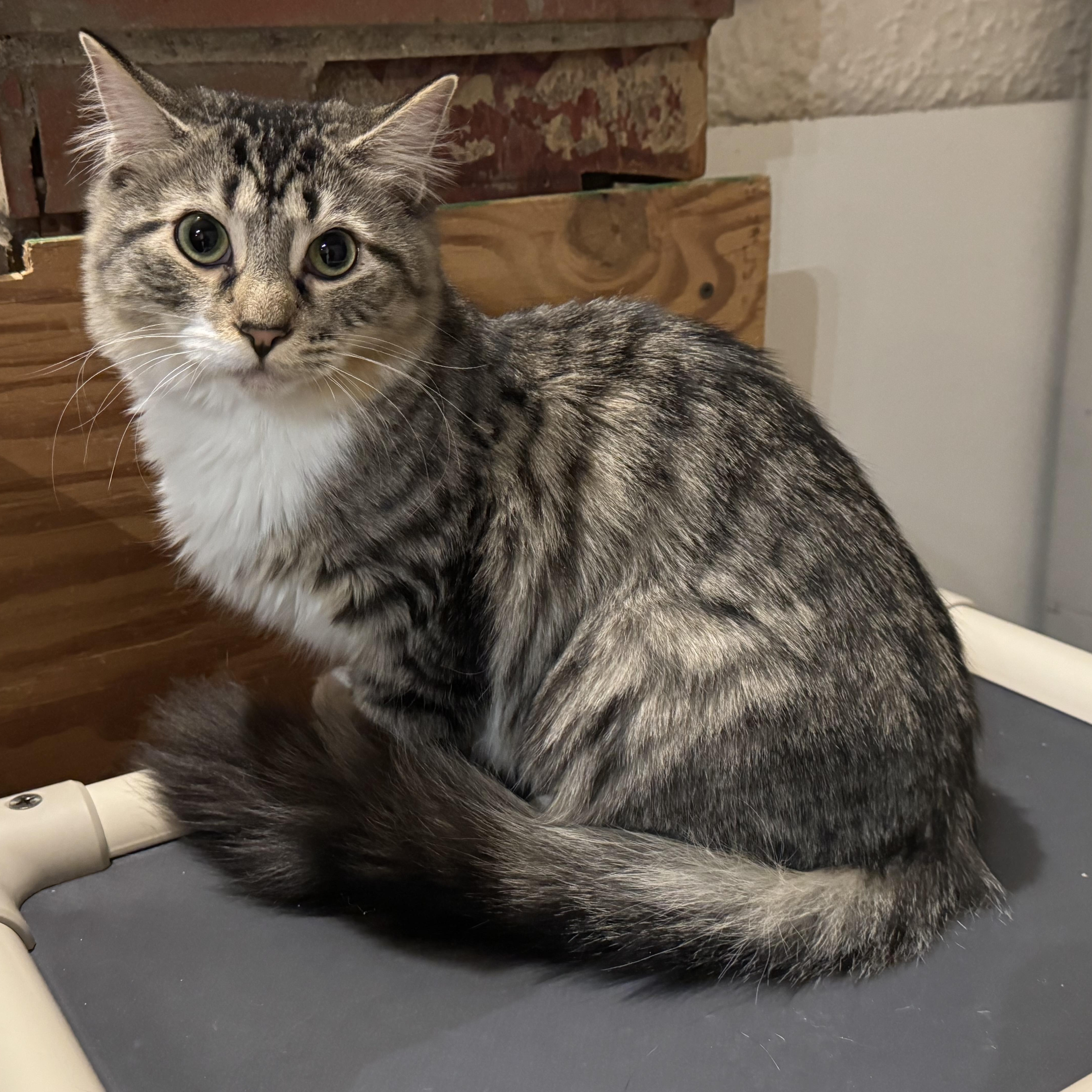 Enlarge Gypsy, a Adoptable Domestic Long Hair in North Tonawanda, NY image 3/6