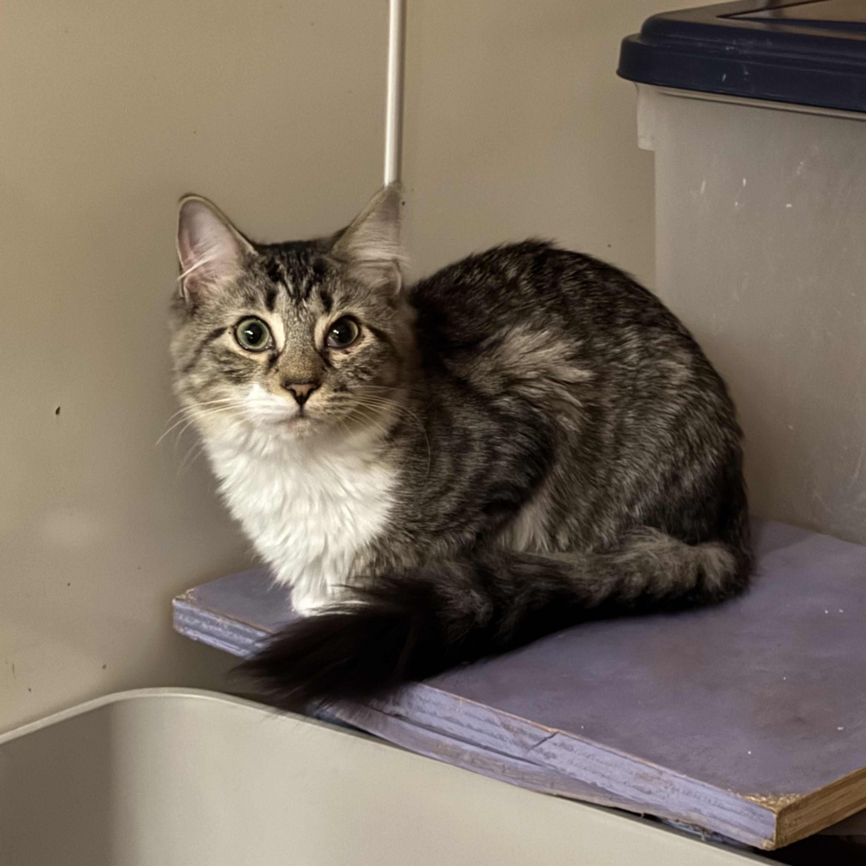 Enlarge Gypsy, a Adoptable Domestic Long Hair in North Tonawanda, NY image 4/6