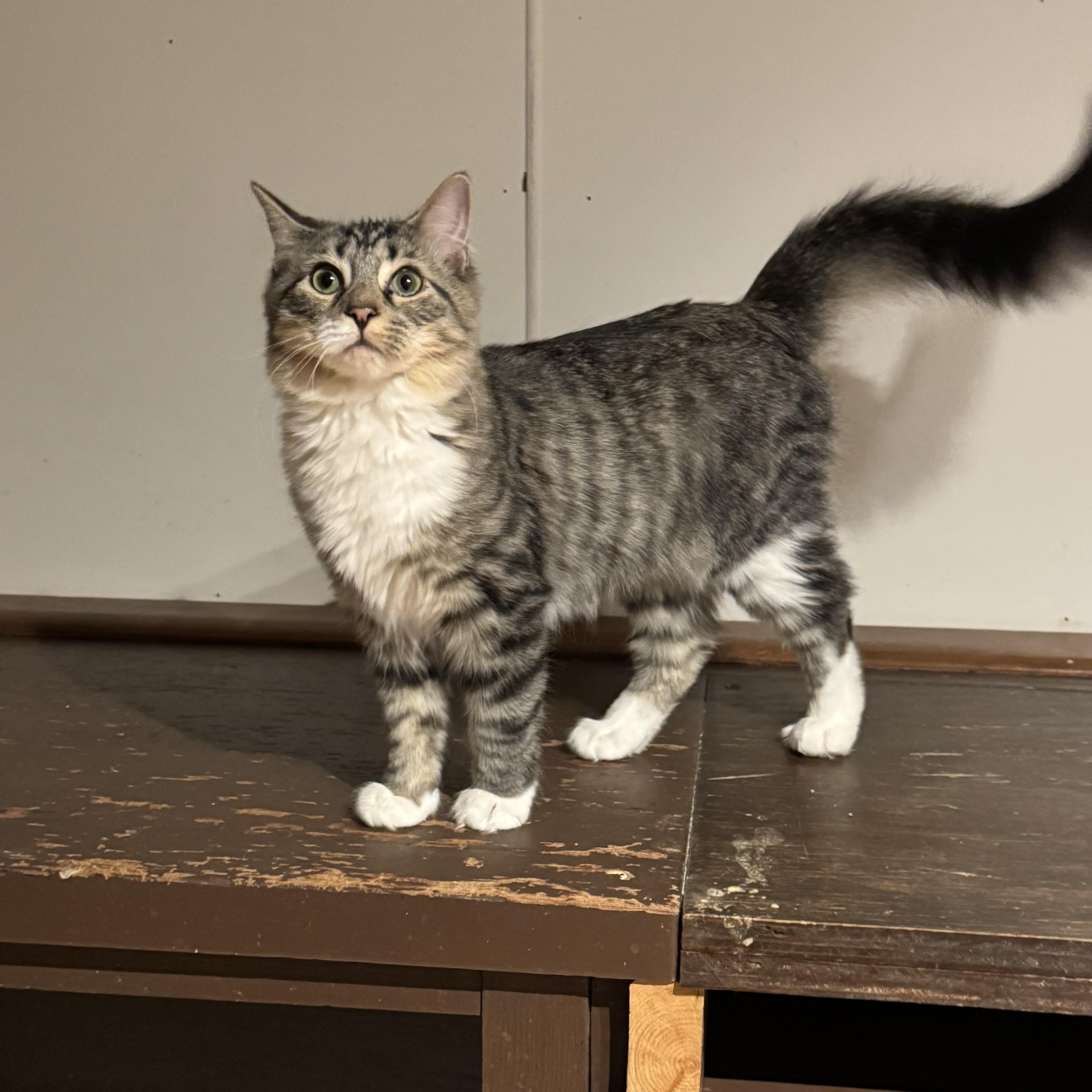 Gypsy, Adoptable, Young Female Domestic Long Hair.