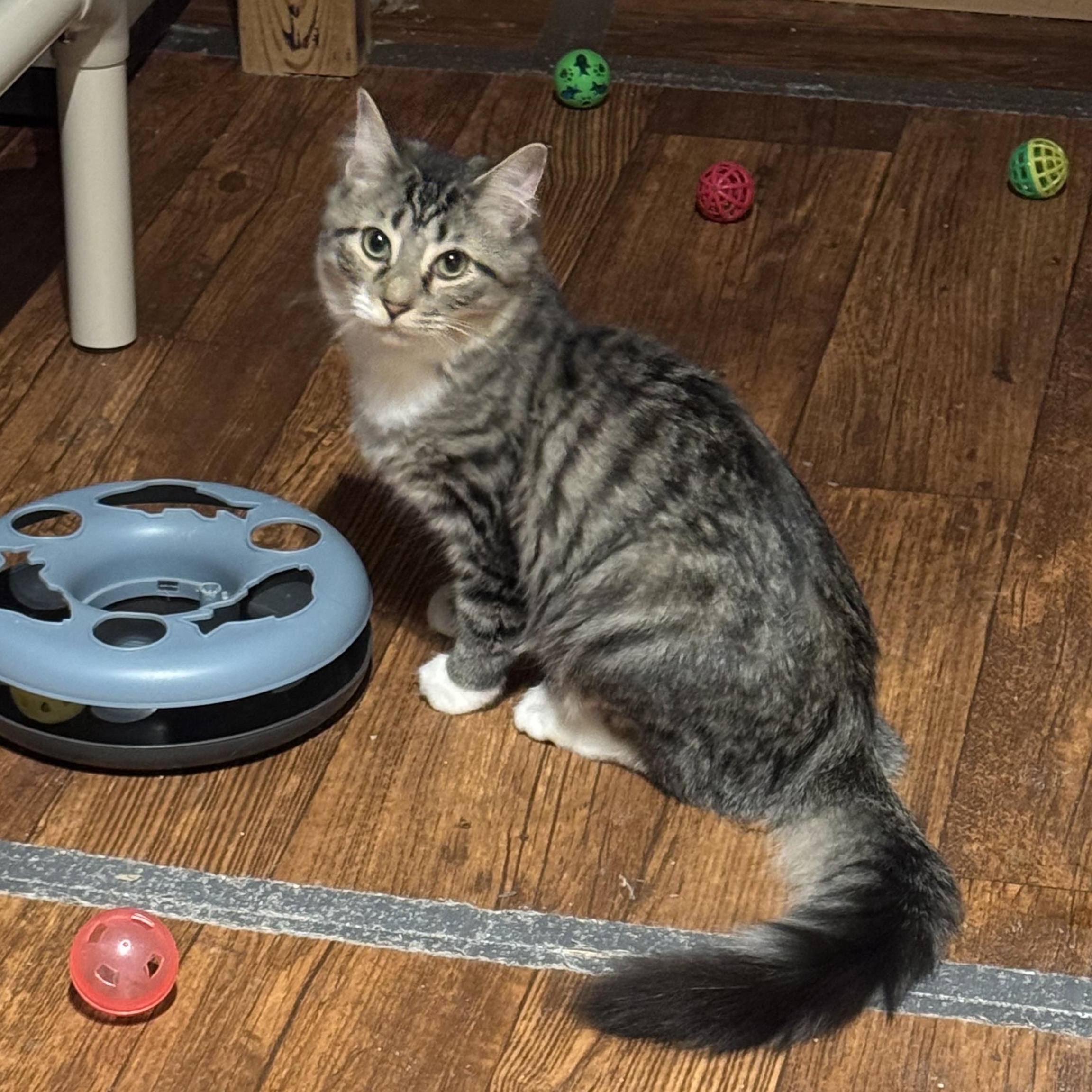 Enlarge Gypsy, a Adoptable Domestic Long Hair in North Tonawanda, NY image 6/6