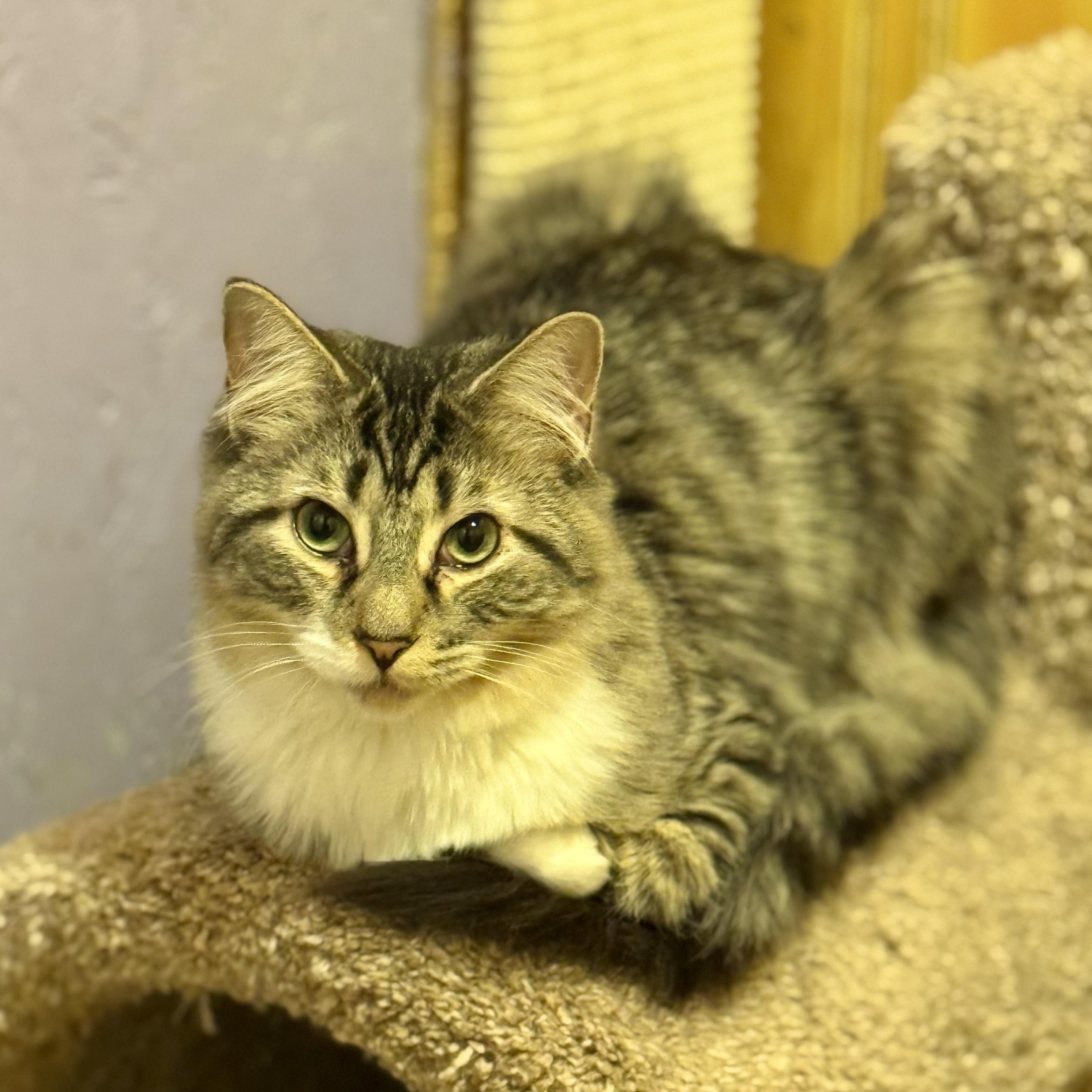 Enlarge Gypsy, a Adoptable Domestic Long Hair in North Tonawanda, NY image 5/6
