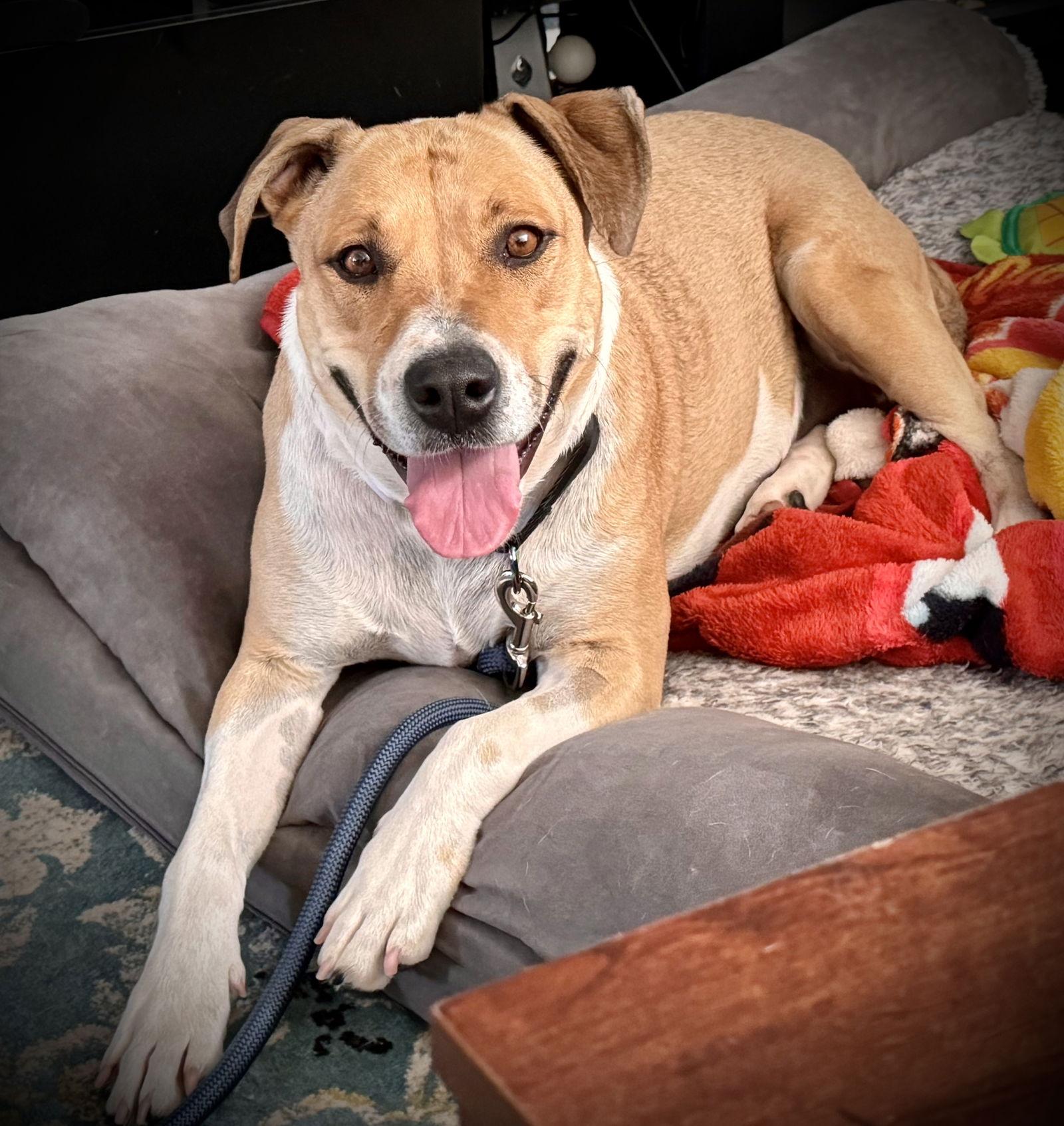 Enlarge Citlali, a Adoptable mixed breed in Aurora, CO image 1/3