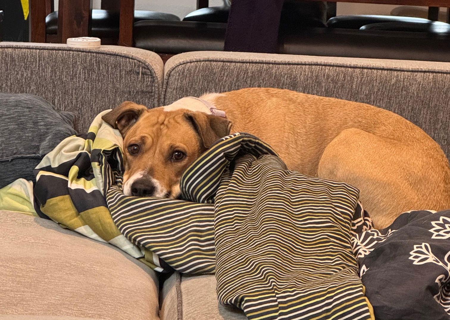 Enlarge Citlali, a Adoptable mixed breed in Aurora, CO image 2/3