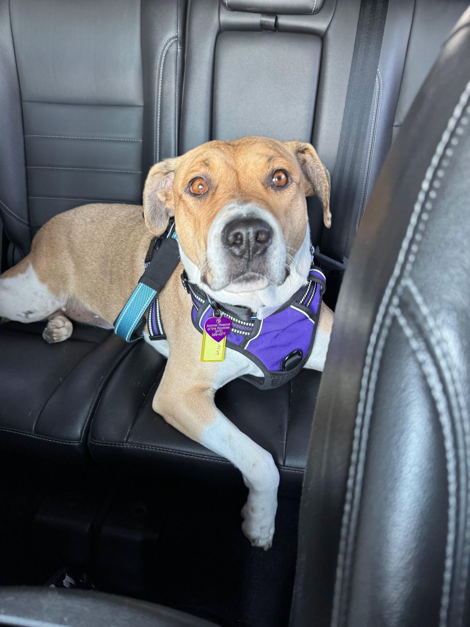 Enlarge Citlali, a Adoptable mixed breed in Aurora, CO image 3/3