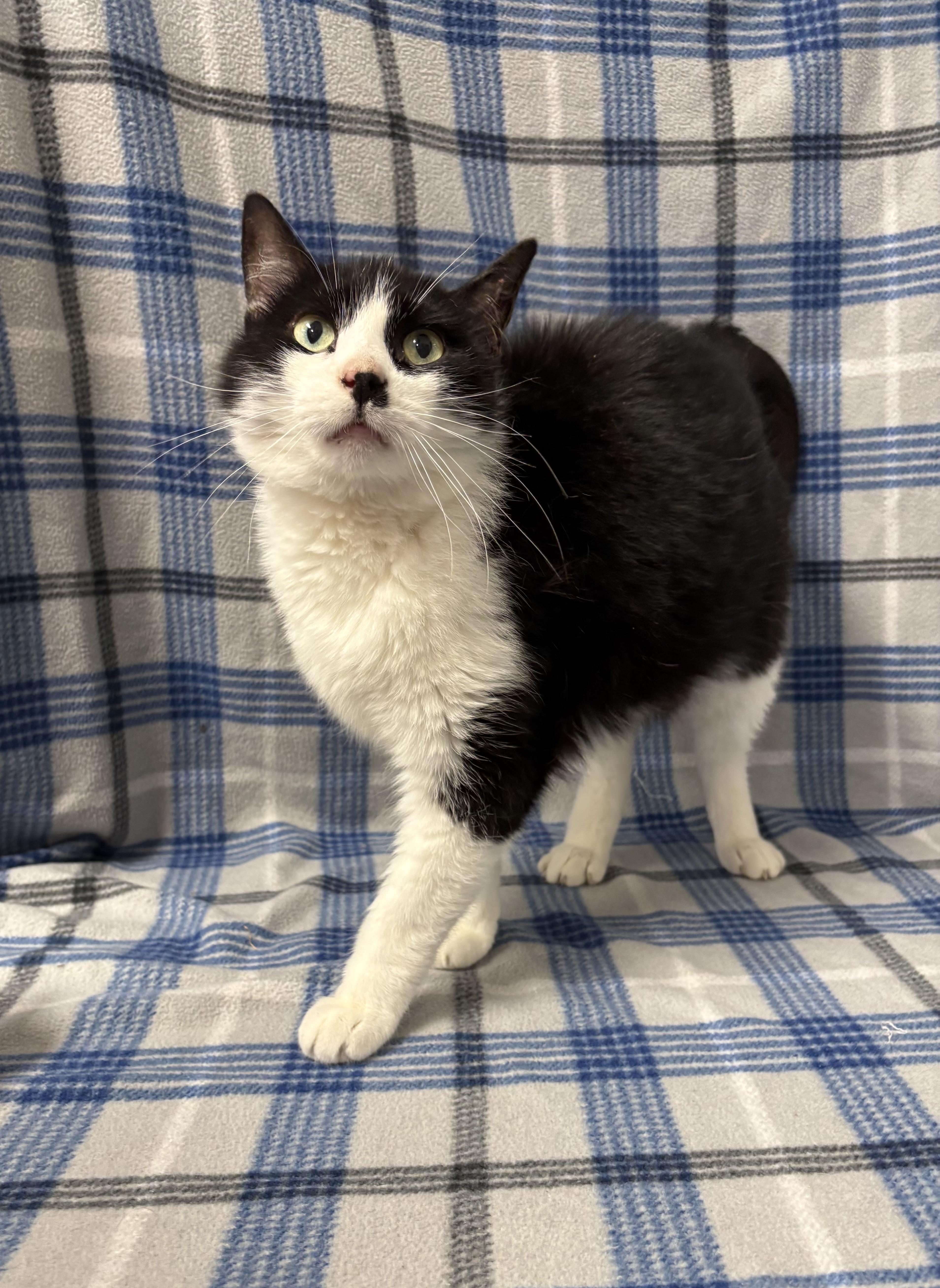 Percy, an adoptable Domestic Short Hair in Torrington, WY, 82240 | Photo Image 2