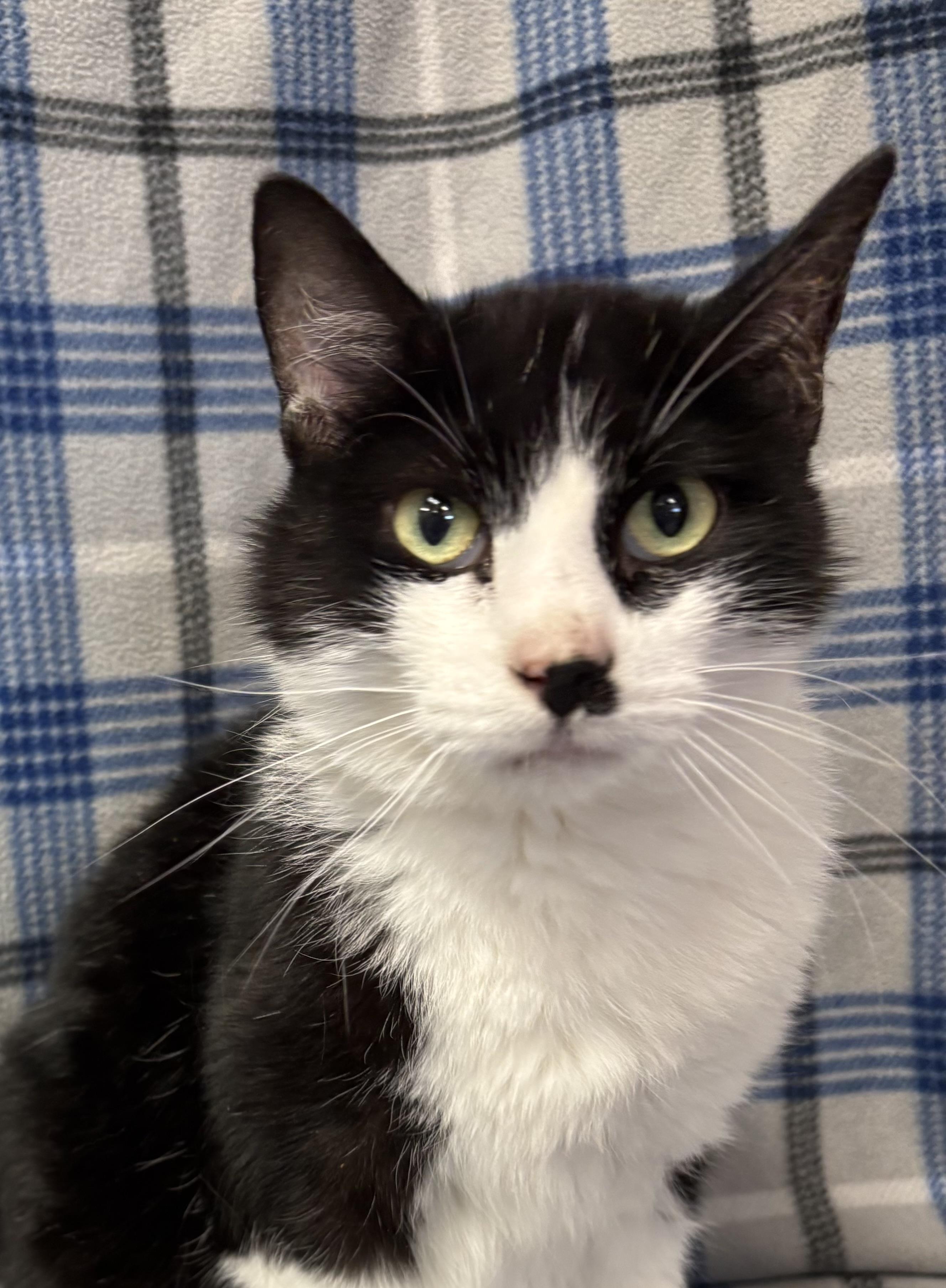 Percy, an adoptable Domestic Short Hair in Torrington, WY, 82240 | Photo Image 1